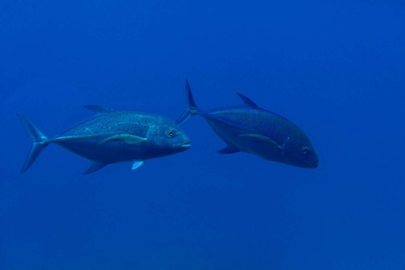 peces en el mar - imagen blo comida tipica de rapa nui